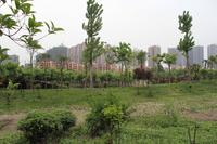 天邑宏御花园实景图实景图
