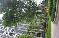 北城映像实景图一期小区实景图