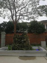 水岸明珠小区1期实景图实景图