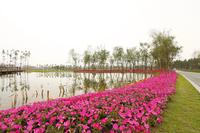 保利湖心岛实景图香城湿地公园