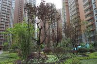 天邑宏御花园实景图实景图