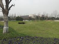 保利西子城实景图项目实景图