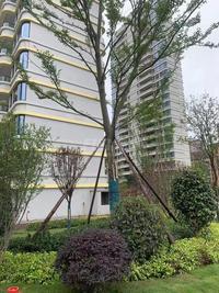 外滩·东岸天宸1期实景图实景图