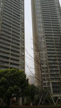雍锦汇2期擎天半岛实景图3-25