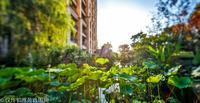 成都雅居乐花园5期实景图铂雅苑园林
