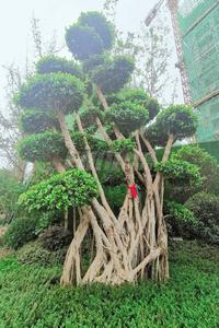 御澜台1期实景图实景图