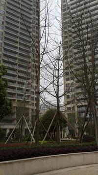 雍锦汇2期擎天半岛实景图3-25