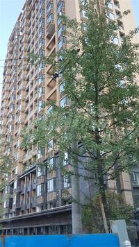 龙城二期领都实景图6-27