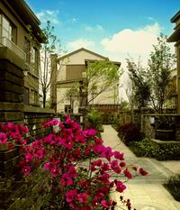青城365宅院实景图项目实景