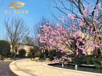 恒大西辰绿洲1期实景图实景图