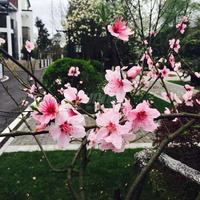 珠江逸景花园1期实景图实景