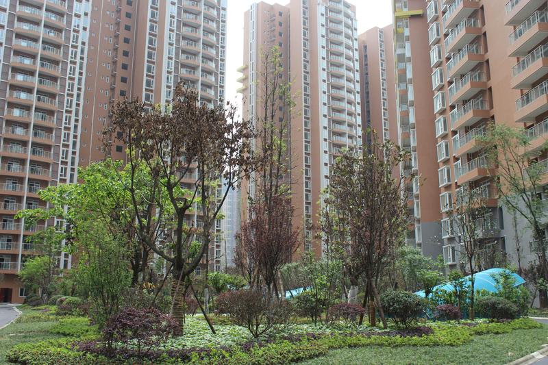 实景图