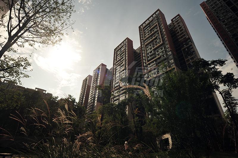 夕阳下的阳光里