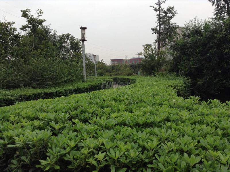 沙河公园一角