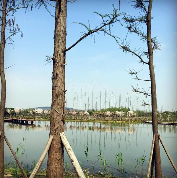 香城湿地公园