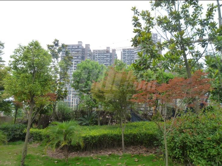 实景图