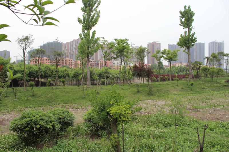 实景图