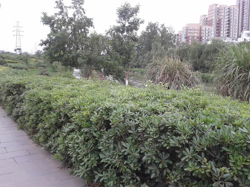 沙河公园