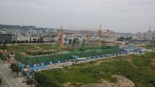 华声橙果实景图