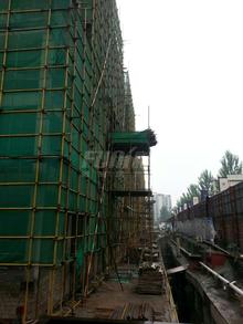 君雁金梧桐实景图