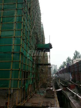 君雁金梧桐实景图