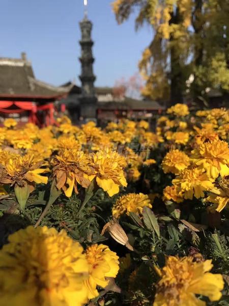 银杏广场-2