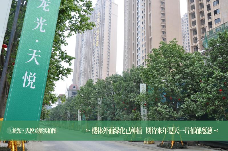 外部道路绿化