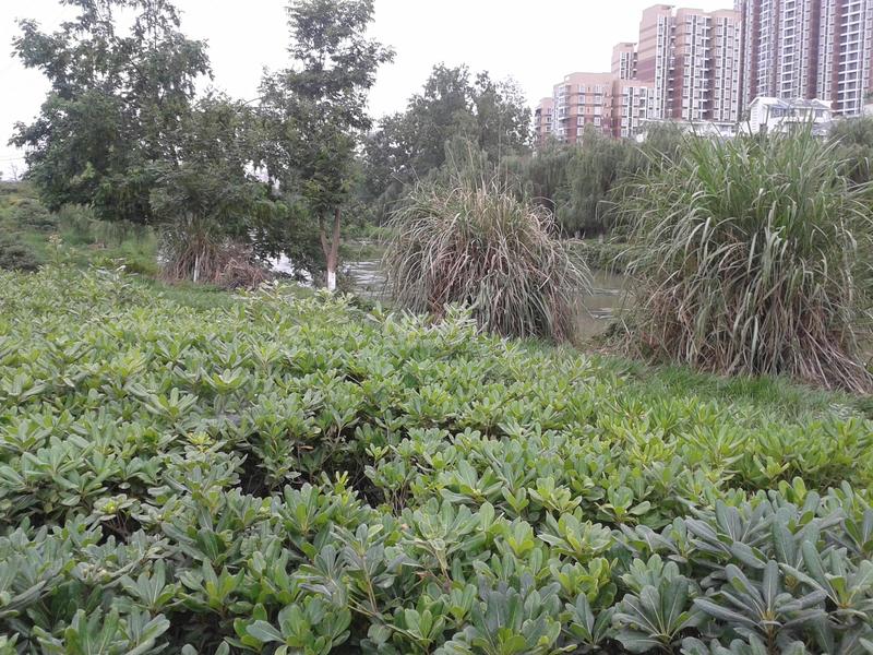 沙河公园