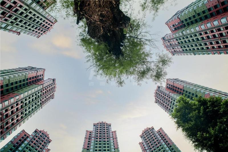项目实景图