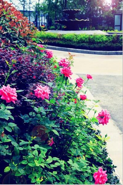 小区建筑园林实景