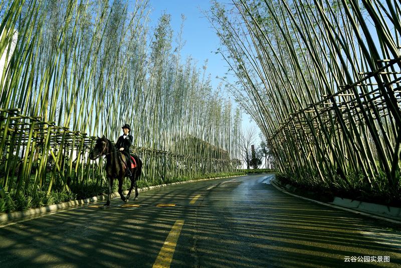 竹林大道
