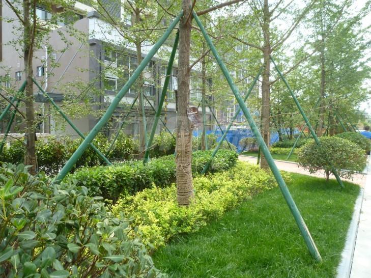 实景图